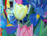 Iris e tulipe
